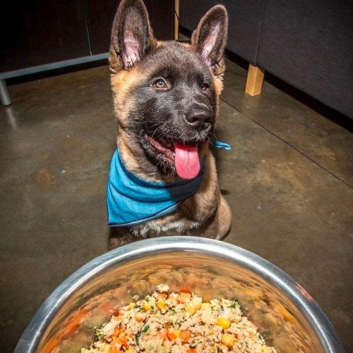 The Farmer's Dog Review