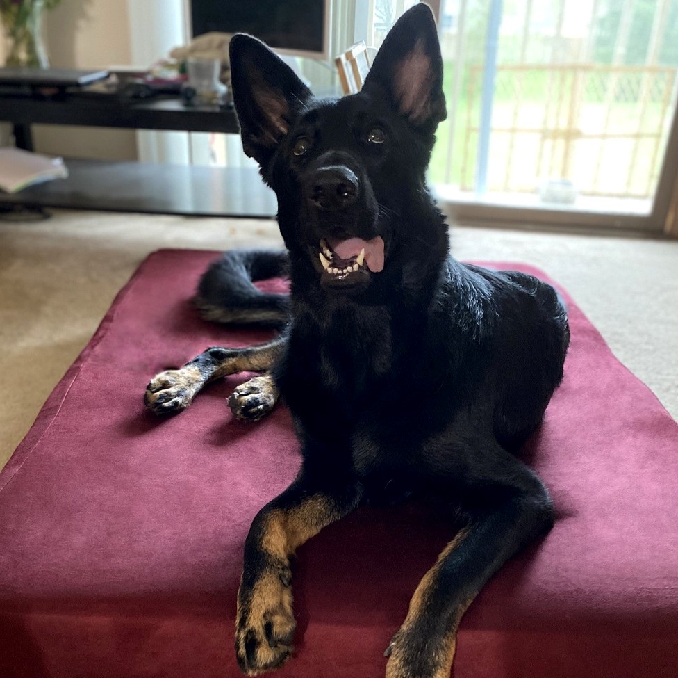 Big Barker Dog Bed Review