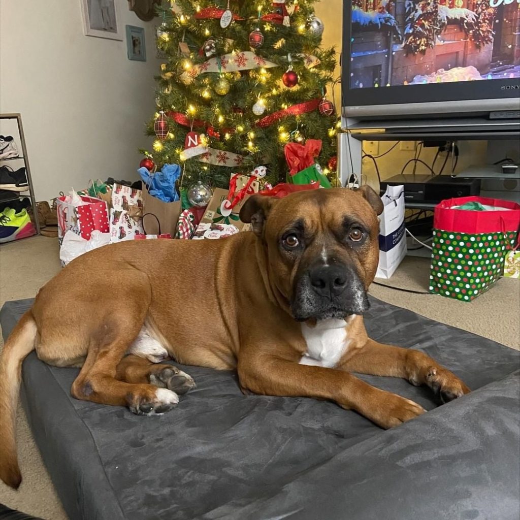 Big Barker Dog Bed Review
