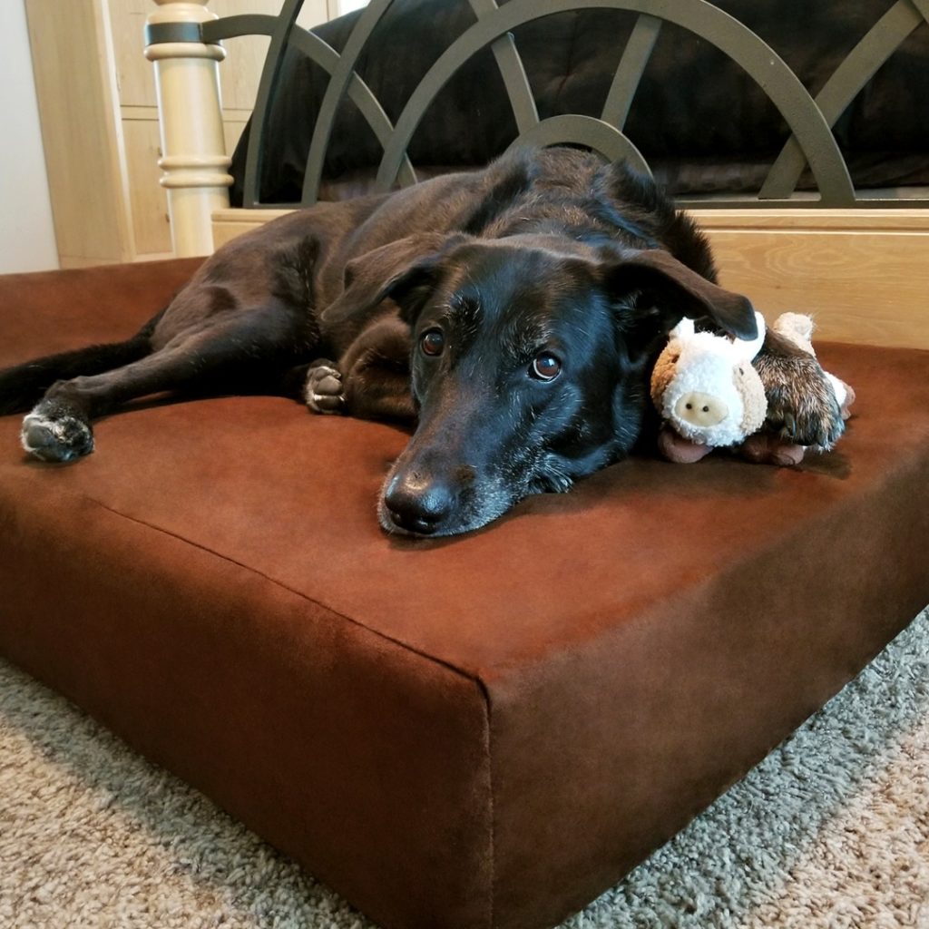 Big Barker Dog Bed Review