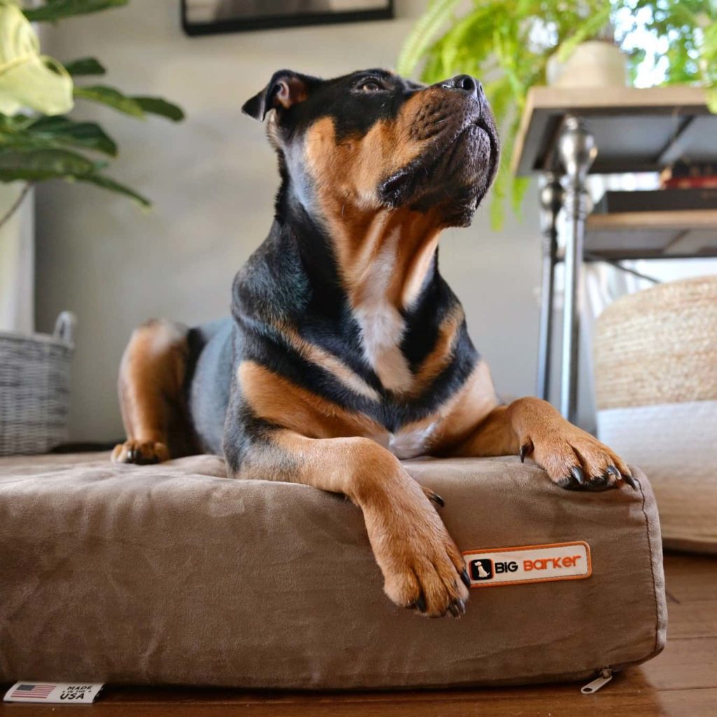 Big Barker Dog Bed Review